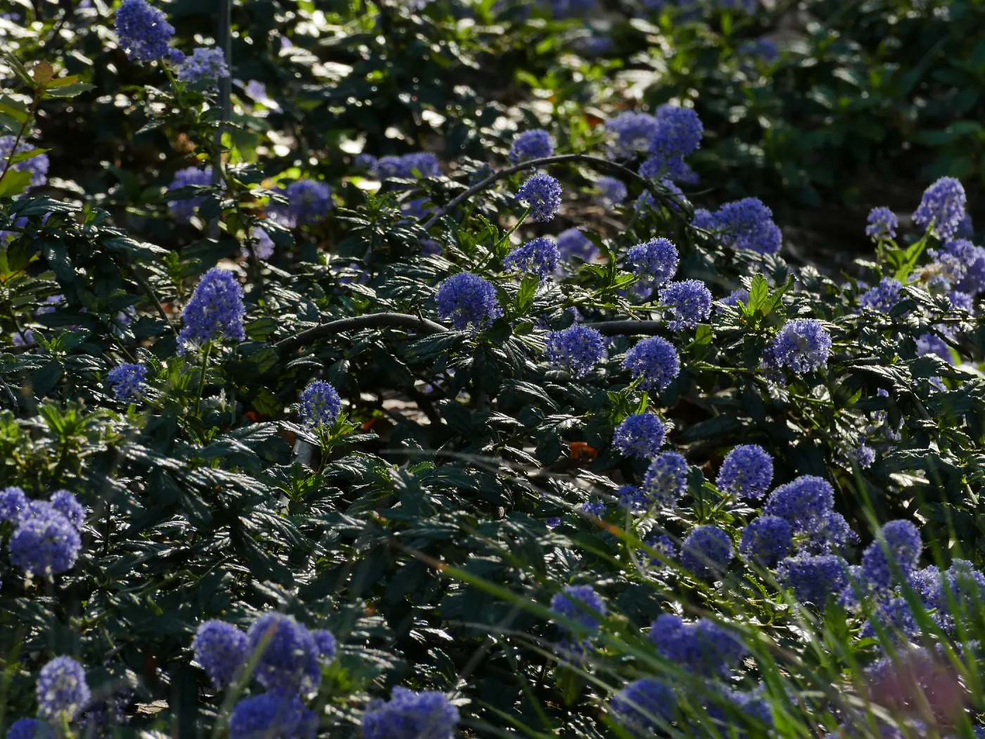 Ceanothus â€˜Joyce Coulter' in the Wooded Dell