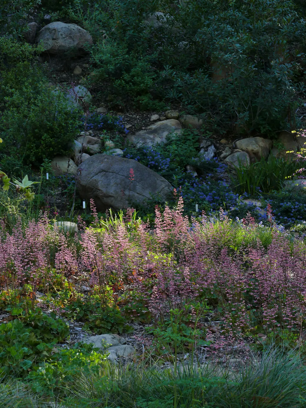 Ceanothus â€˜waterfall' and heuchera in the Wooded Dell