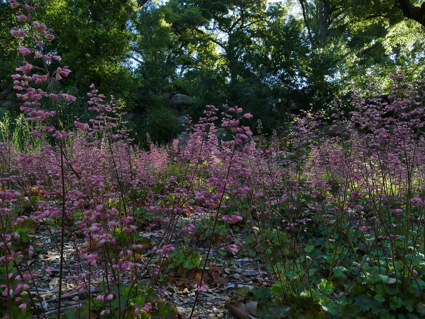 Heuchera in the Wooded Dell