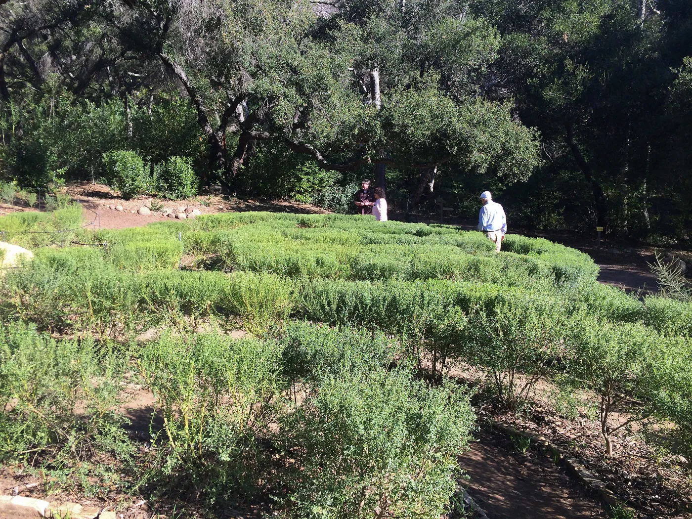 Centennial Maze