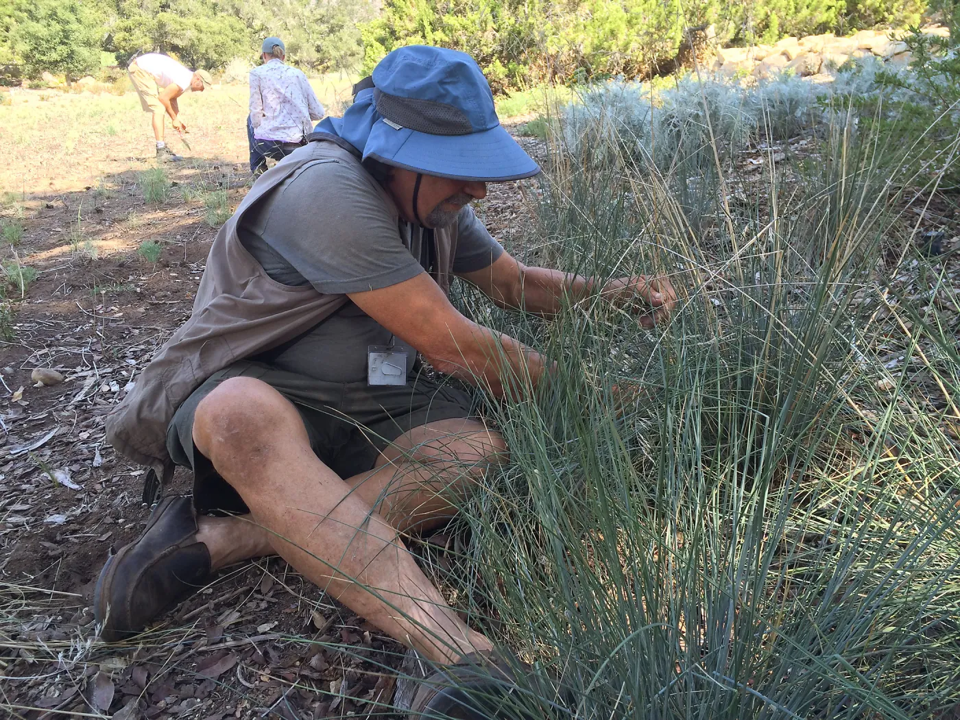 Geege Ostroff grooming Festuca californica
