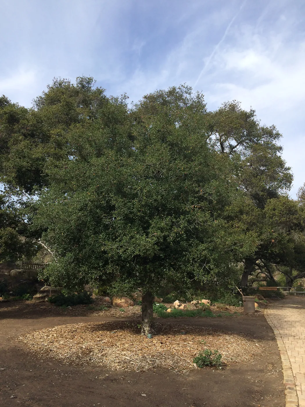 Transplanted Meadow Oaks (Coastal Live Oak)