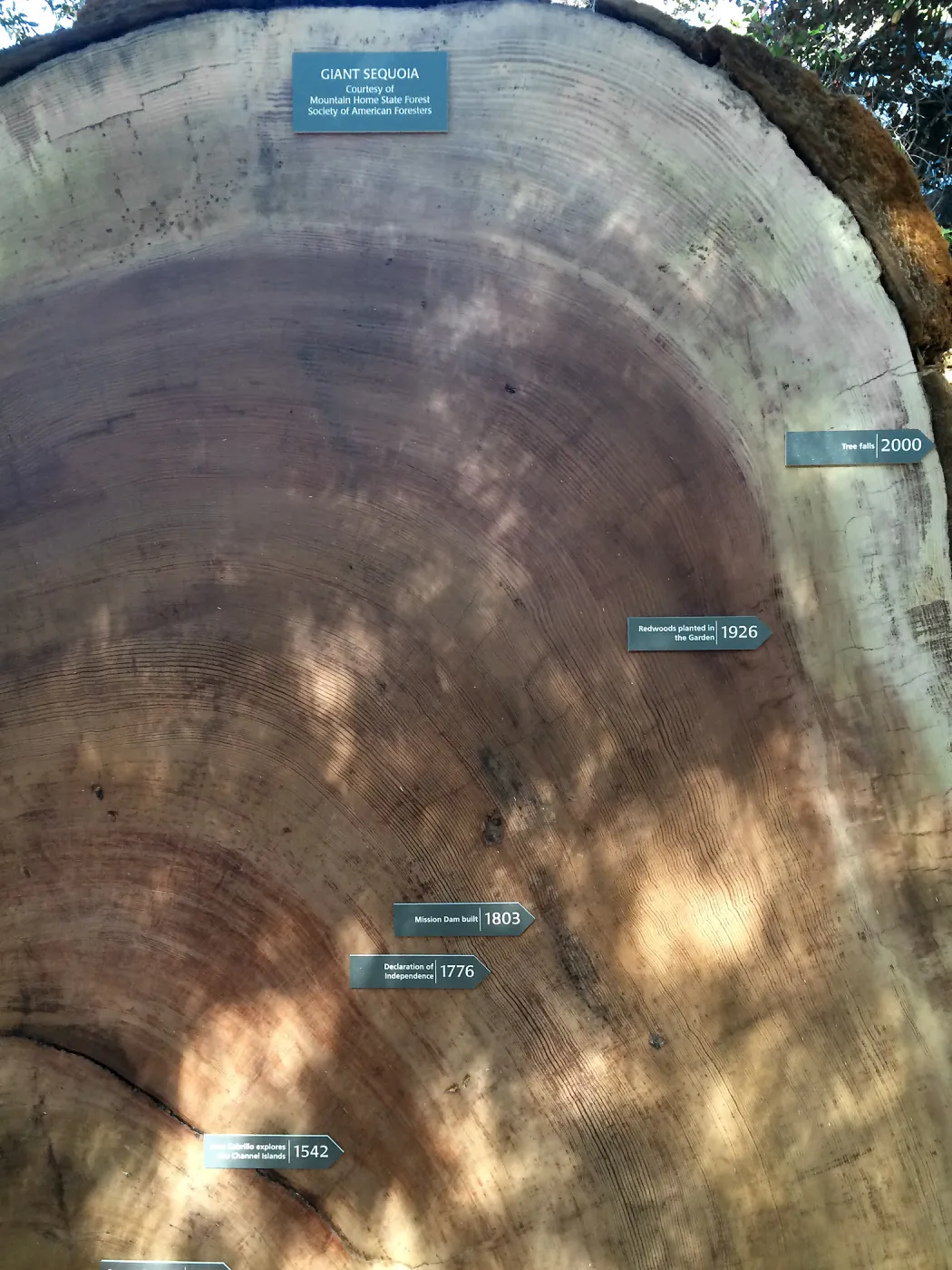 Giant sequoia round in the Arroyo