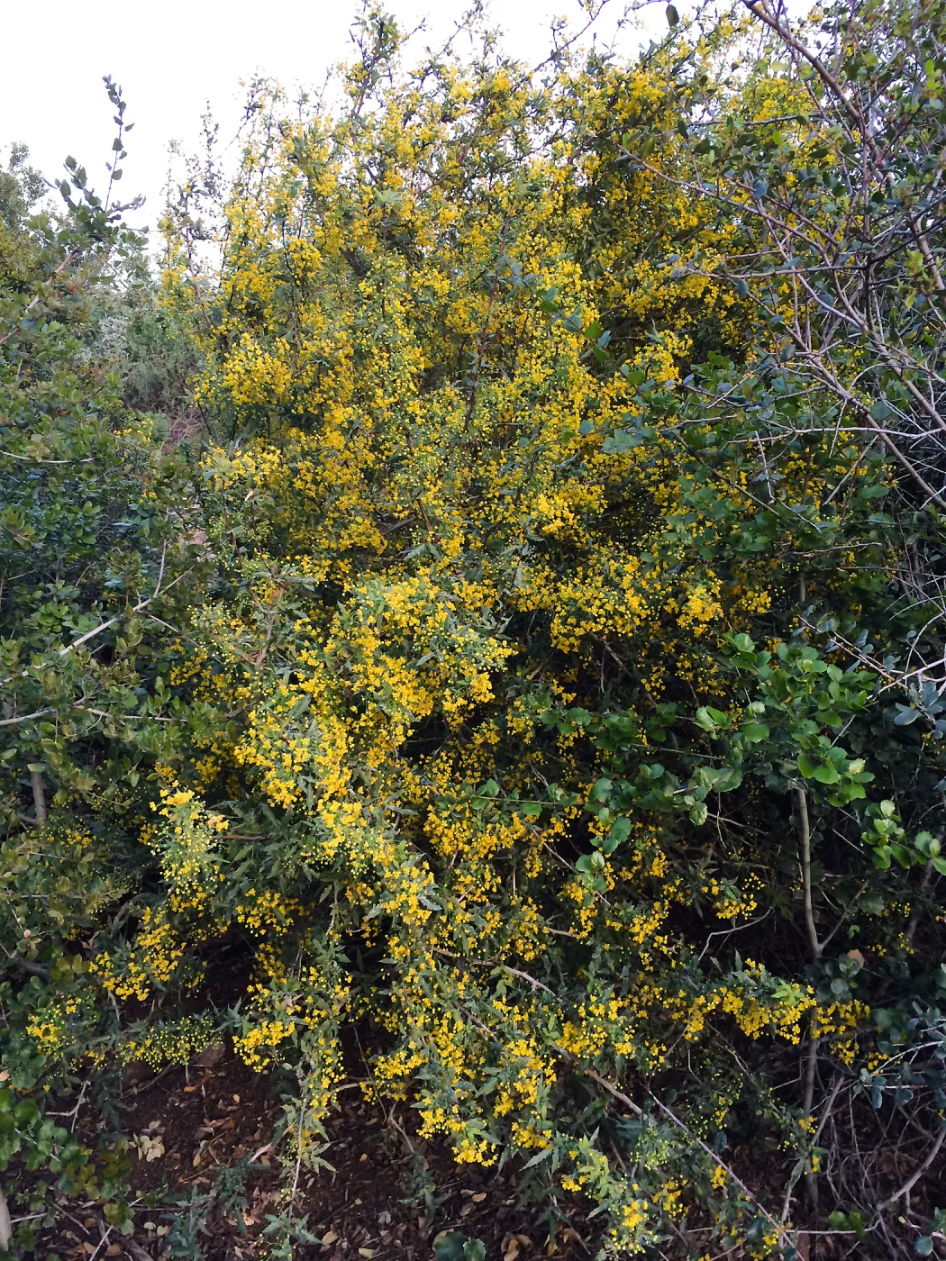Berberis nevinii