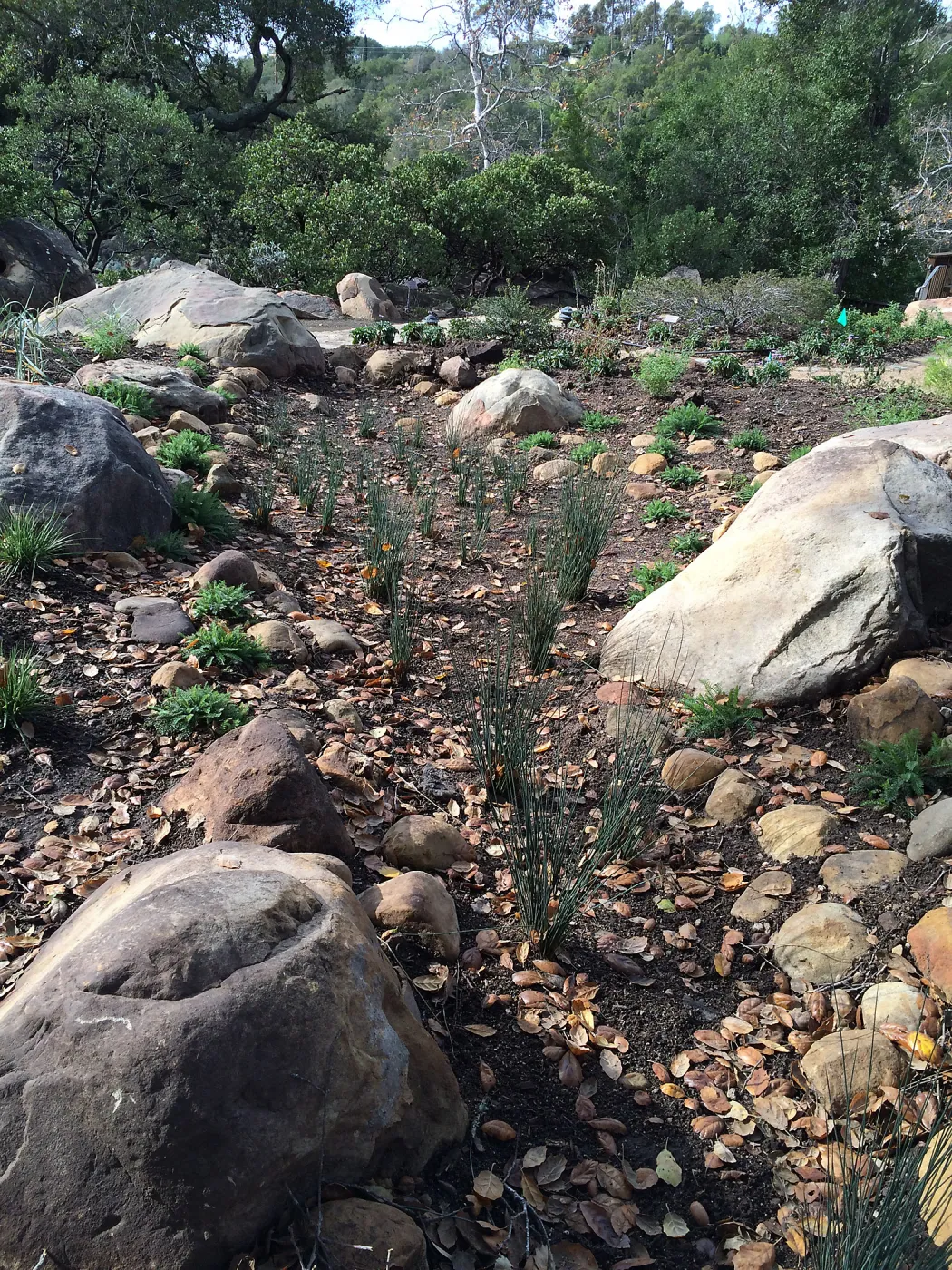 First plantings at Water Wise Home Garden