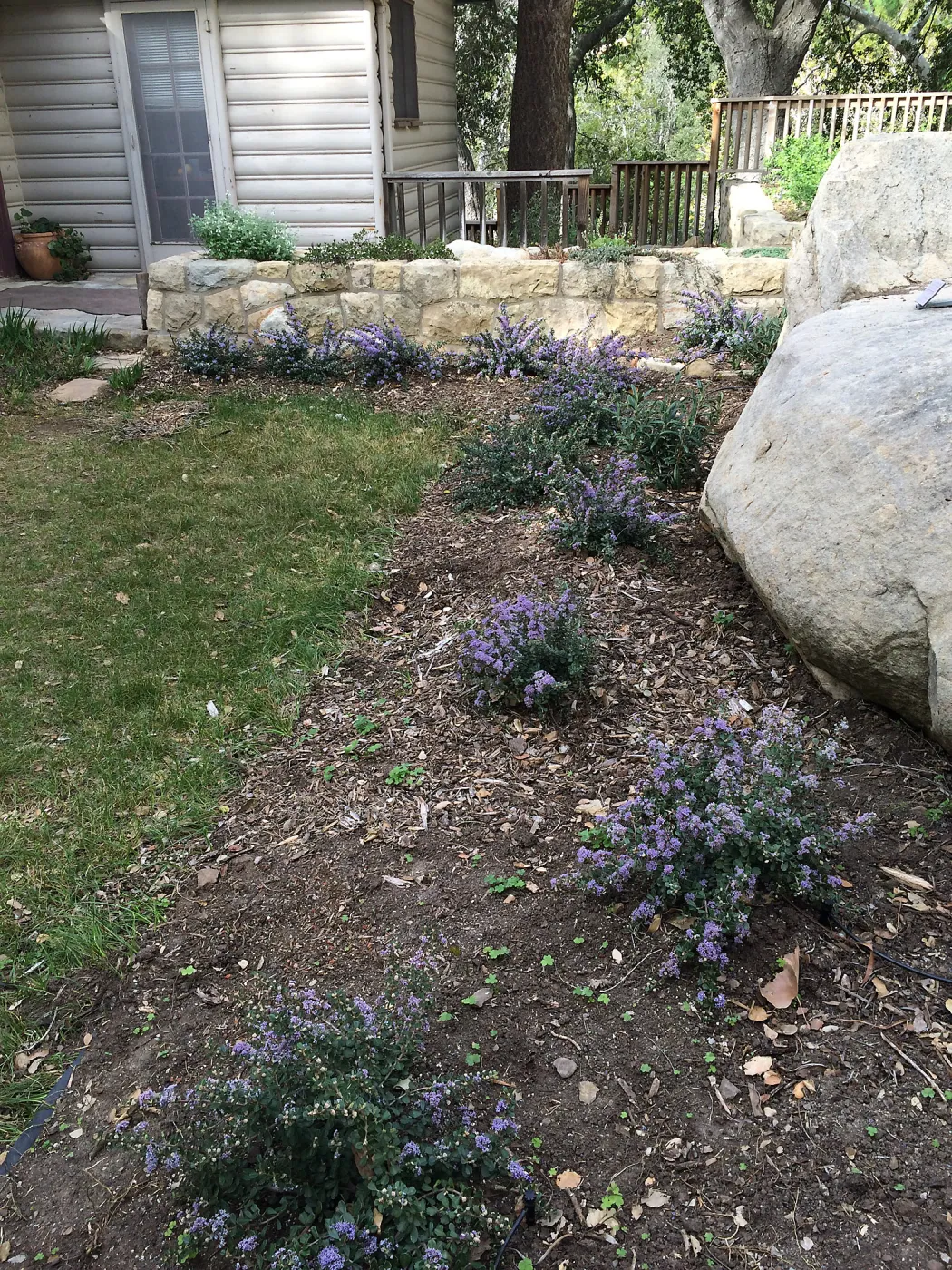Ceanothus Valley Violet at the Water Wise Home Garden
