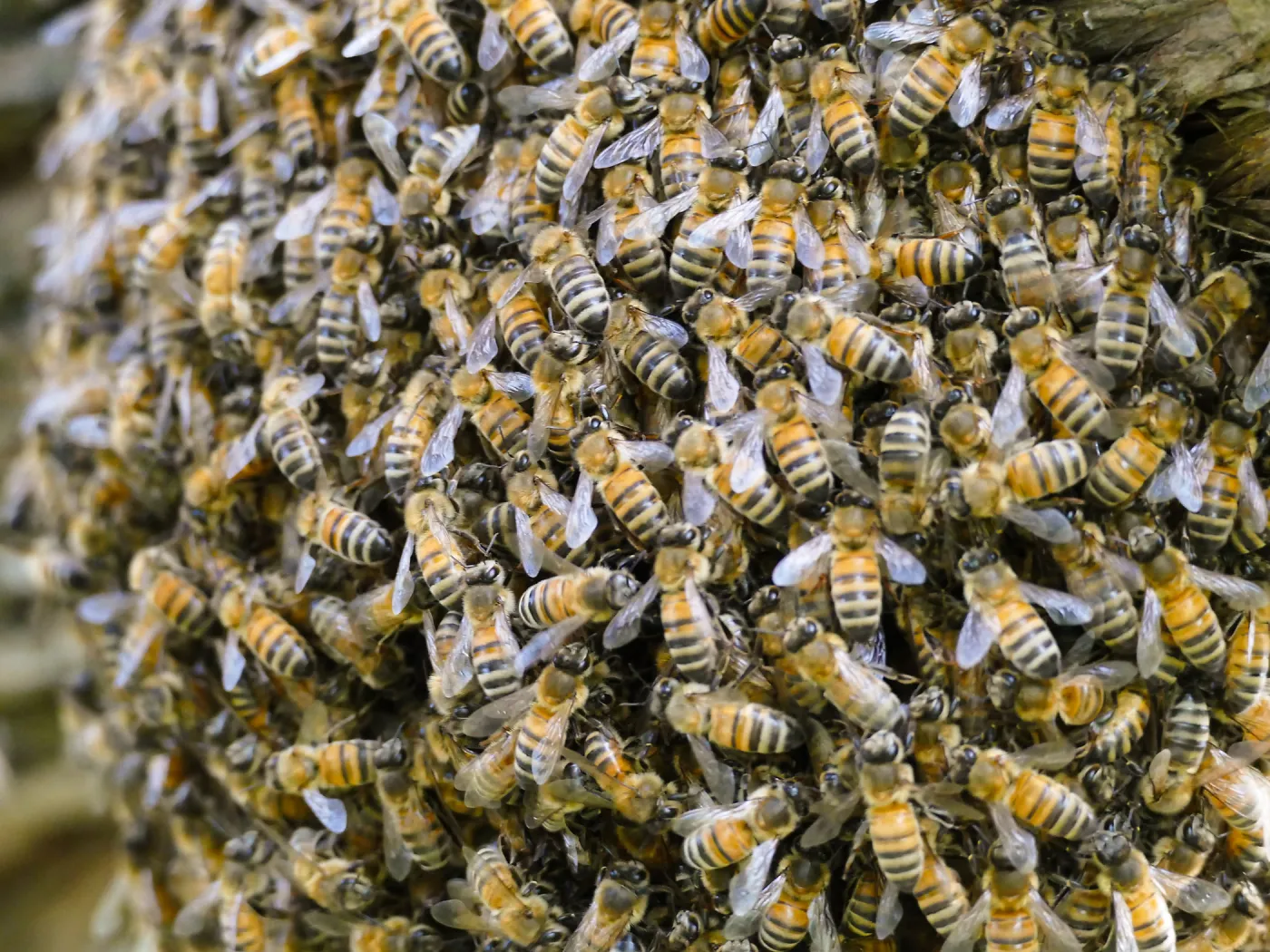 Bee swarm at bottom of meadow