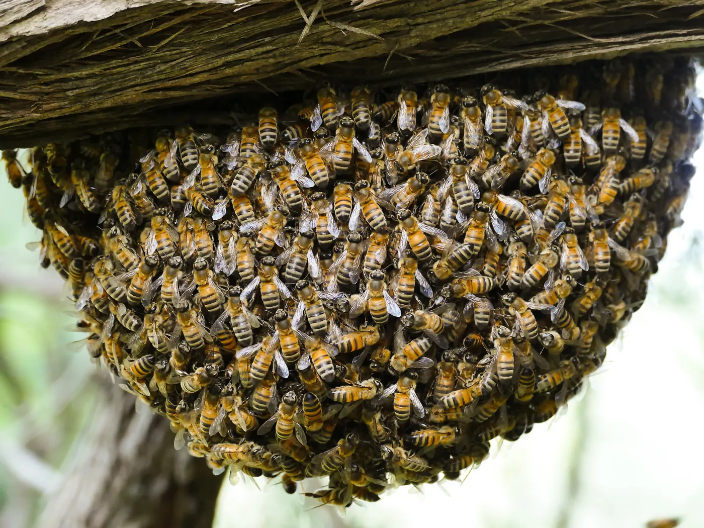 Bee swarm at bottom of meadow