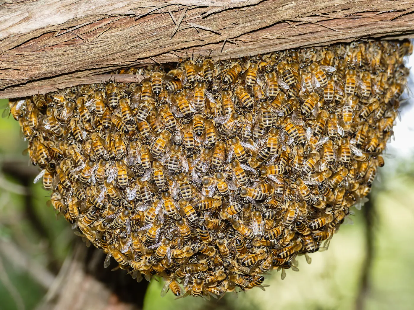 Bee swarm at bottom of meadow