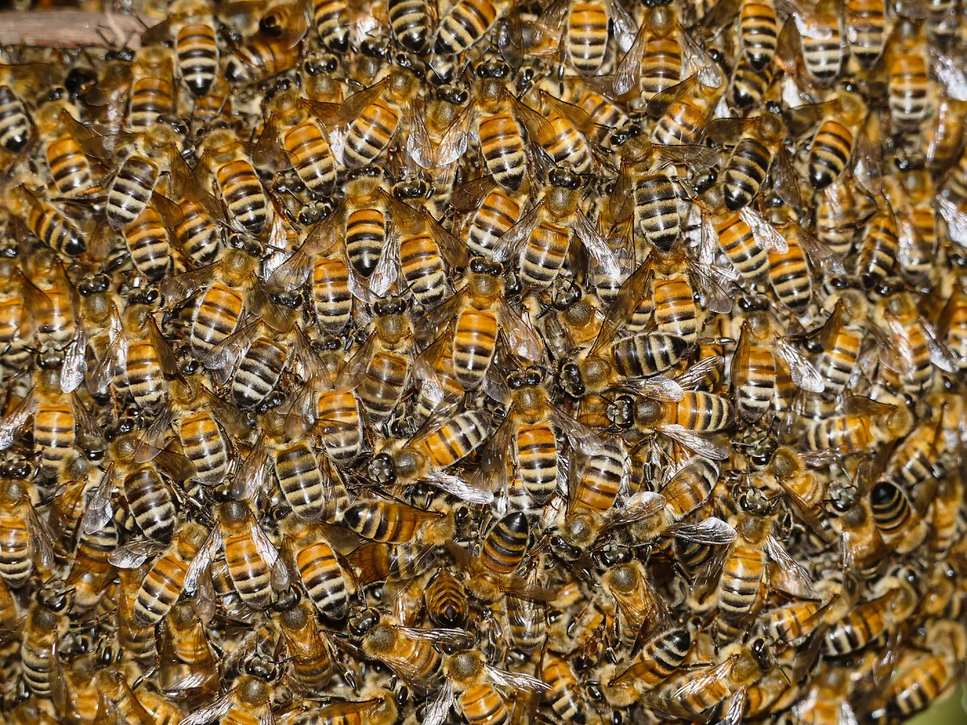 Bee swarm at bottom of meadow