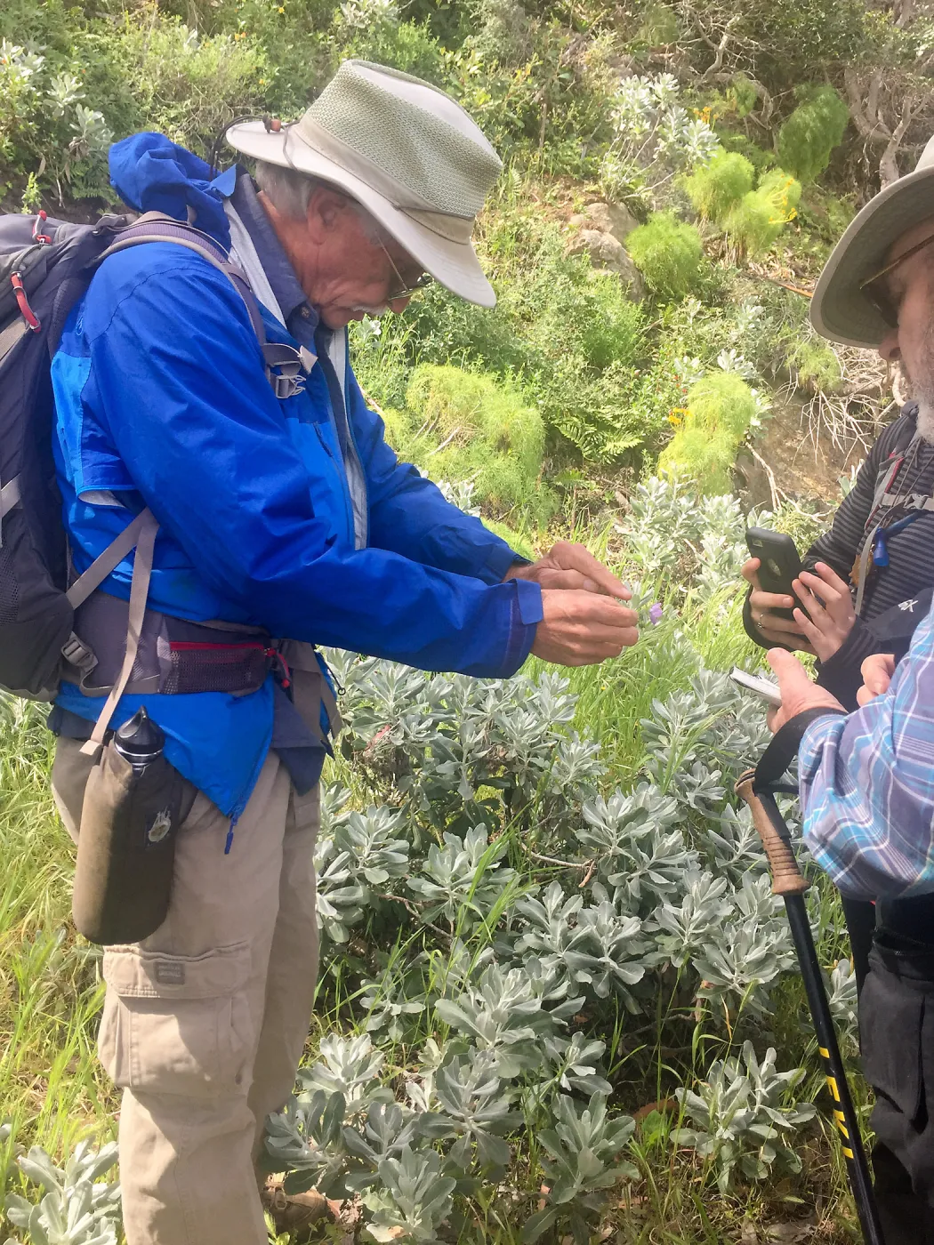 California Botanist Society trip to Santa Cruz Island with Steve Junak