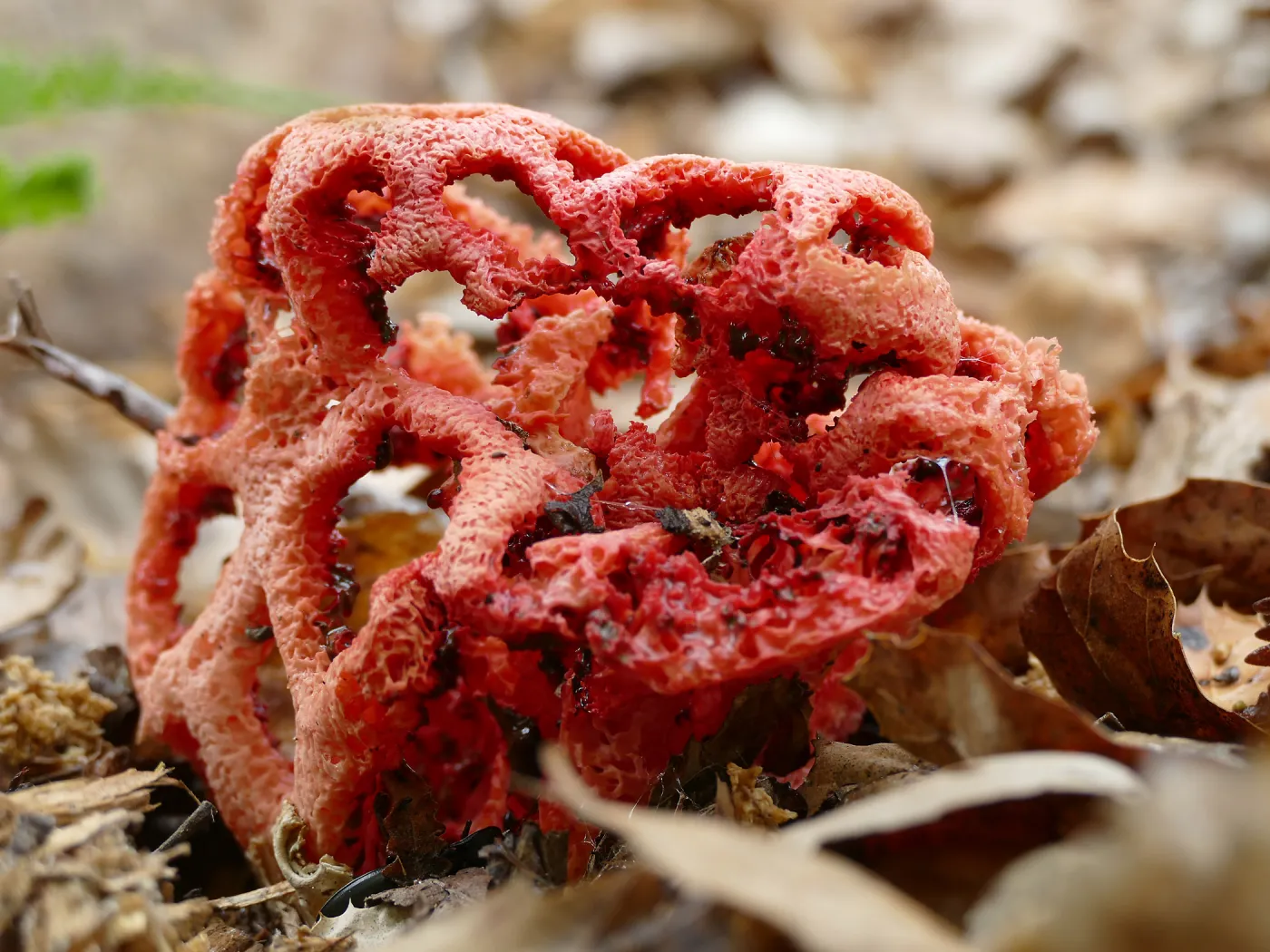 Red-Cage Fungus, Latticed Stinkhorn, Clathrus ruber in the Arroyo Section