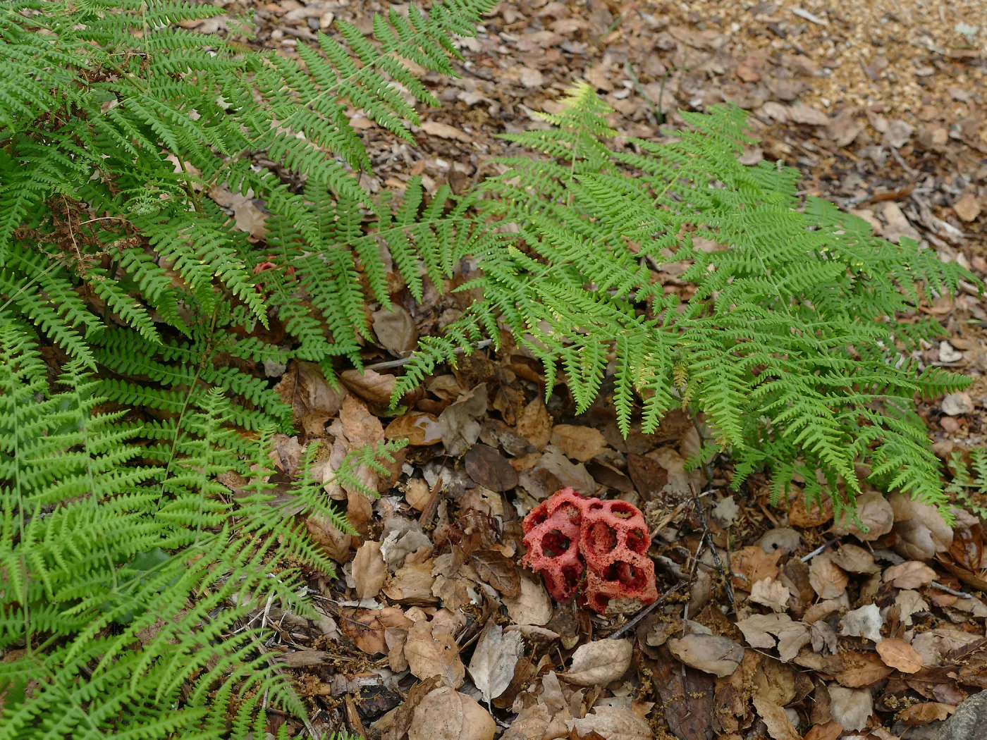 Red-Cage Fungus, Latticed Stinkhorn, Clathrus ruber in the Arroyo Section