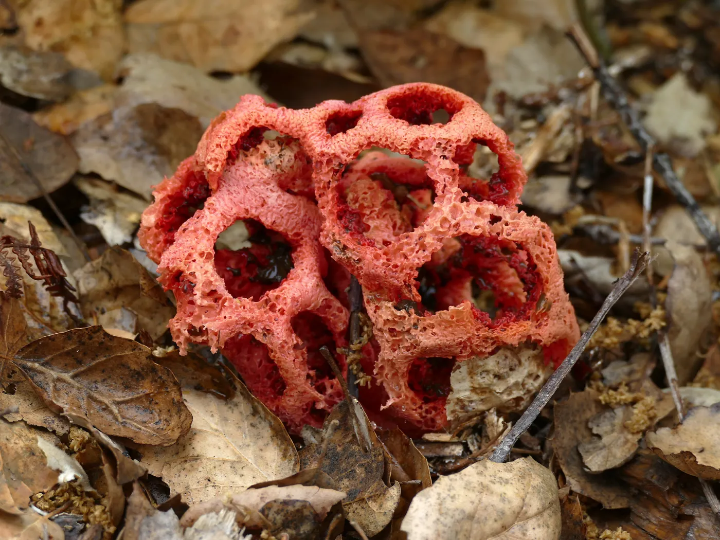Red-Cage Fungus, Latticed Stinkhorn, Clathrus ruber in the Arroyo Section