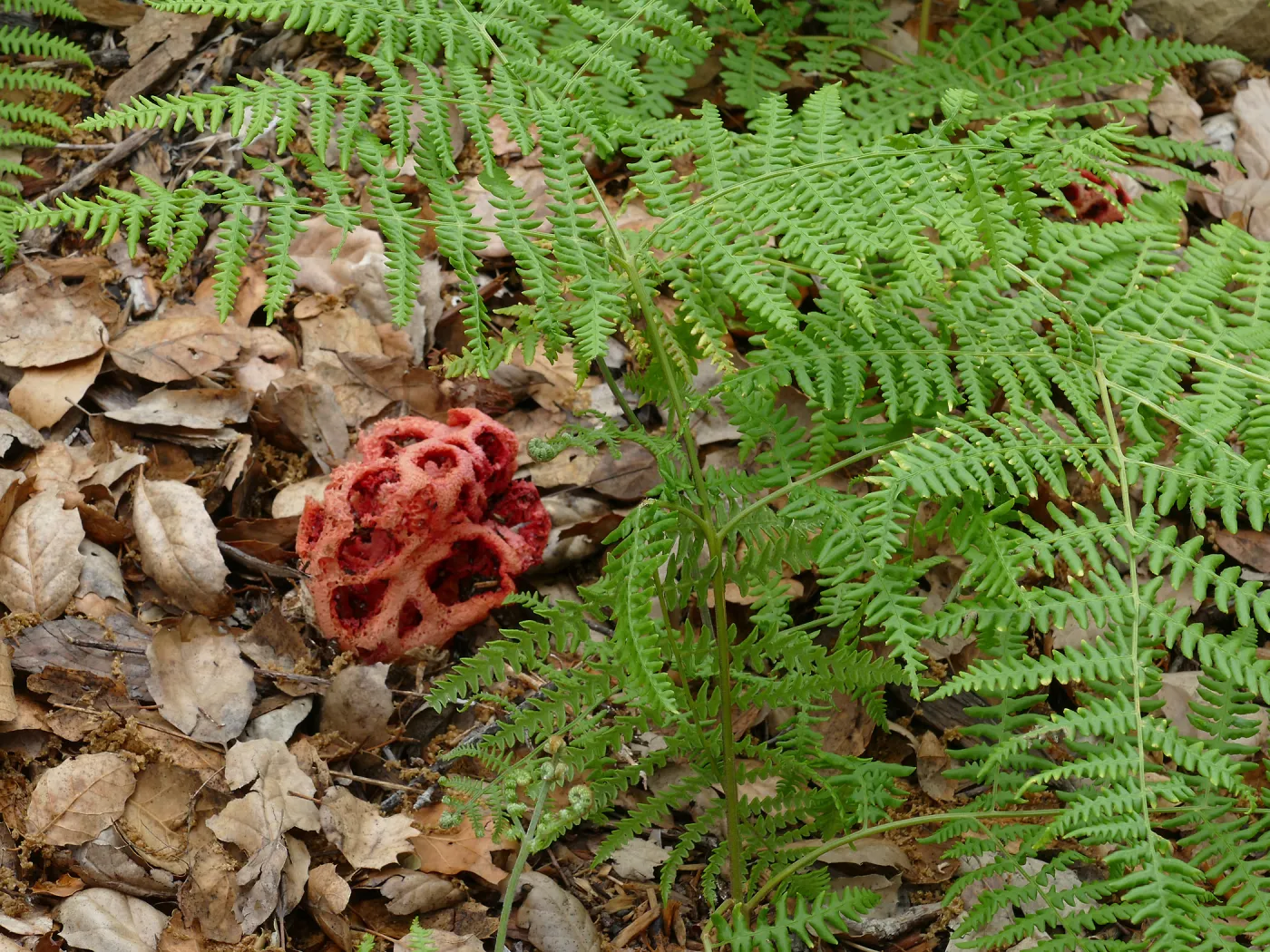 Red-Cage Fungus, Latticed Stinkhorn, Clathrus ruber in the Arroyo Section