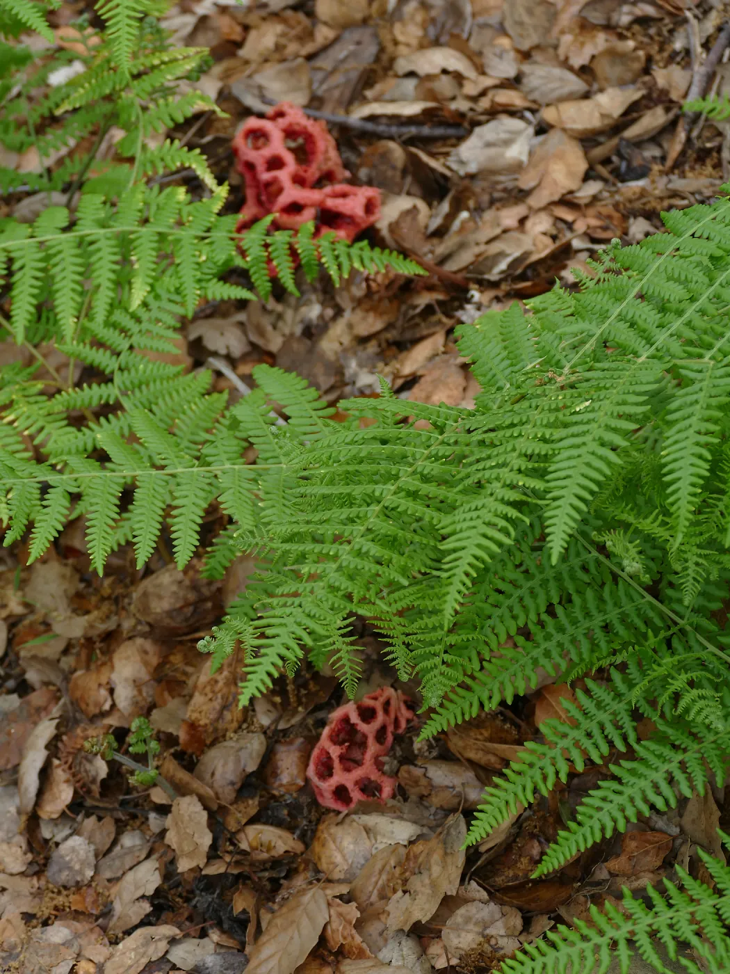 Red-Cage Fungus, Latticed Stinkhorn, Clathrus ruber in the Arroyo Section