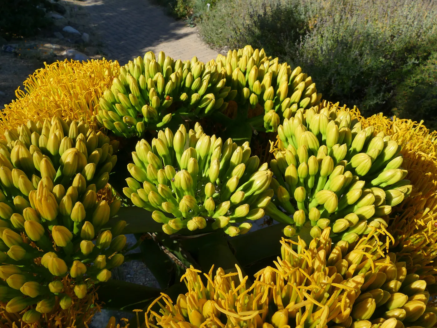 Agave sebastiana