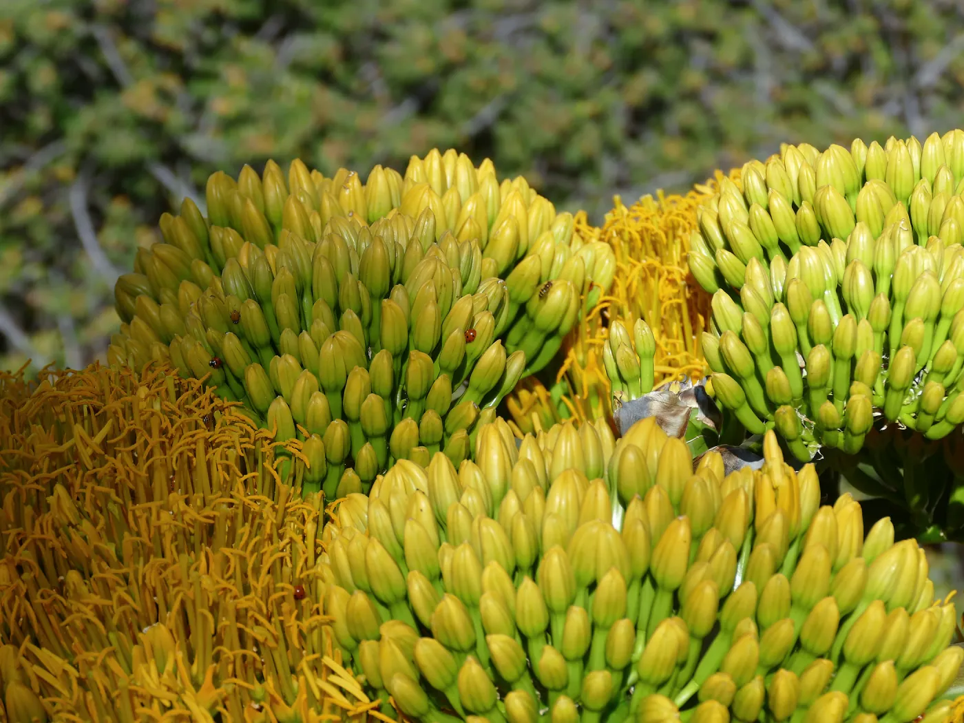 Agave sebastiana