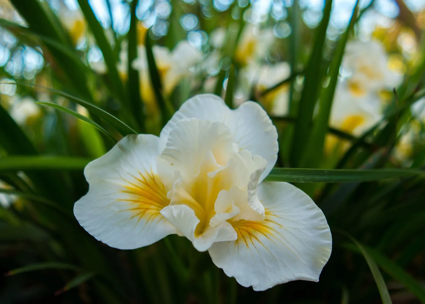 Iris