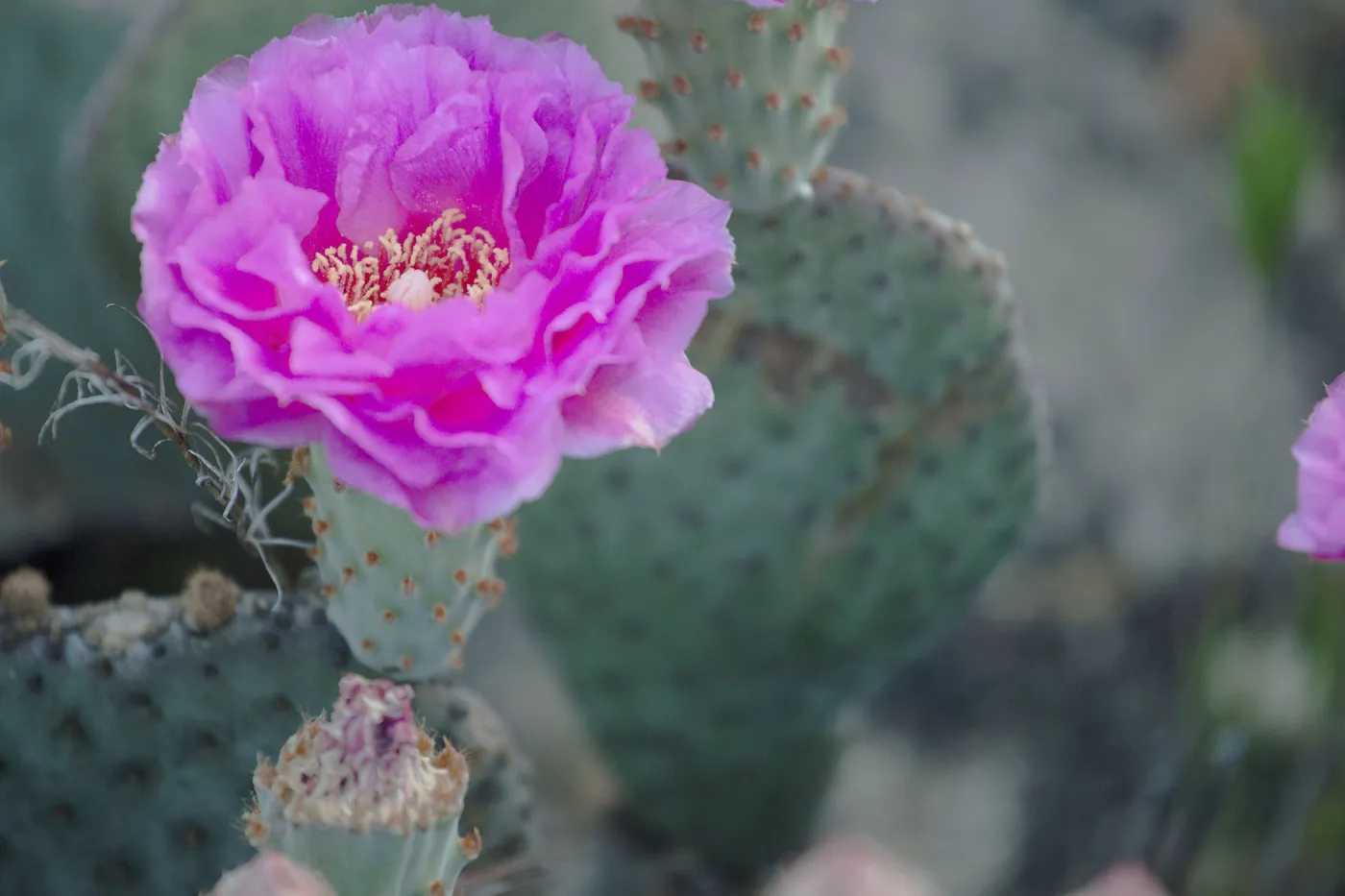 Prickly pear flower