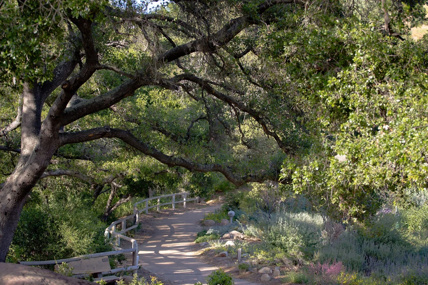 Oak at upper Meadow