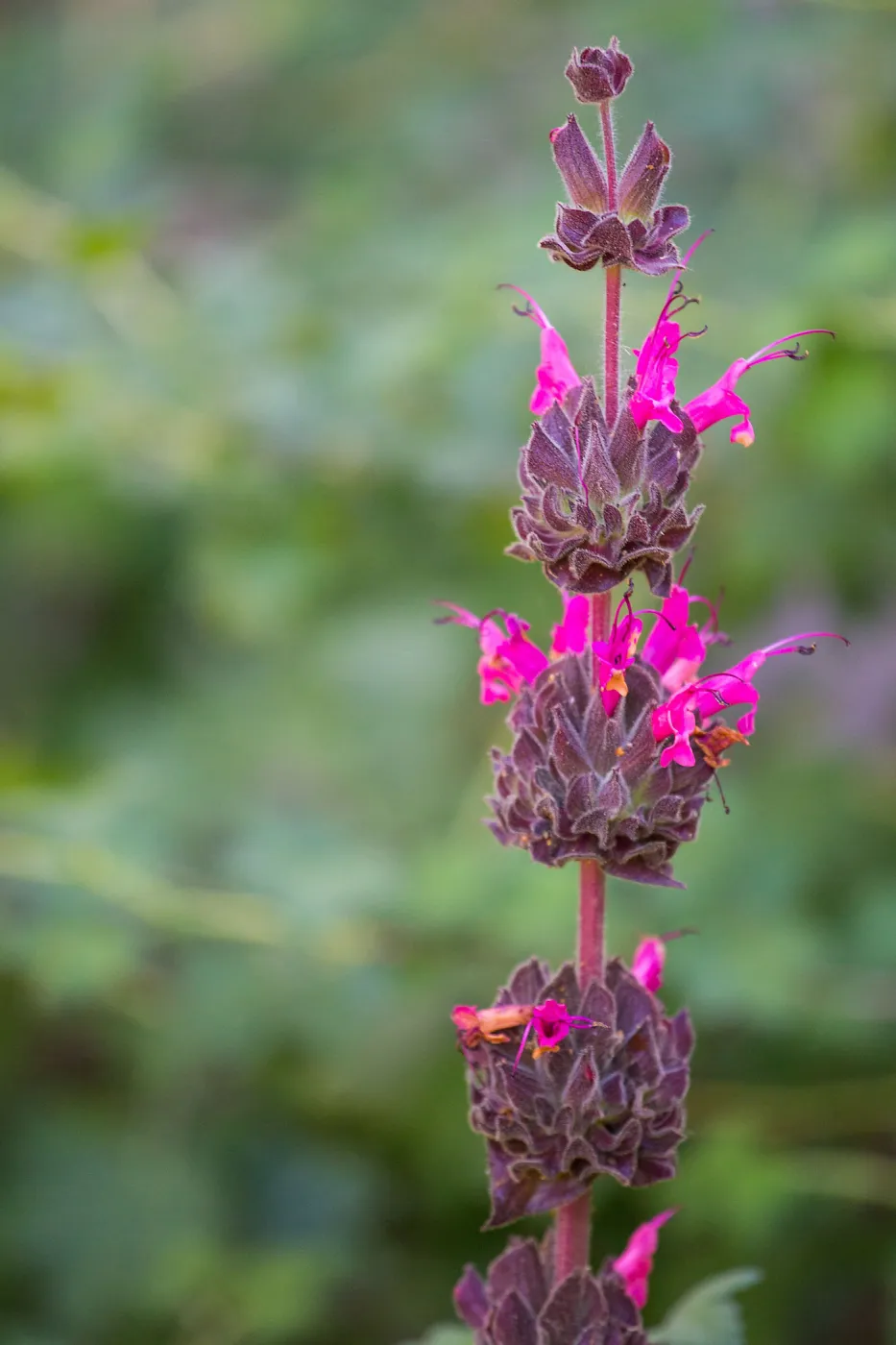 Hummingbird Sage