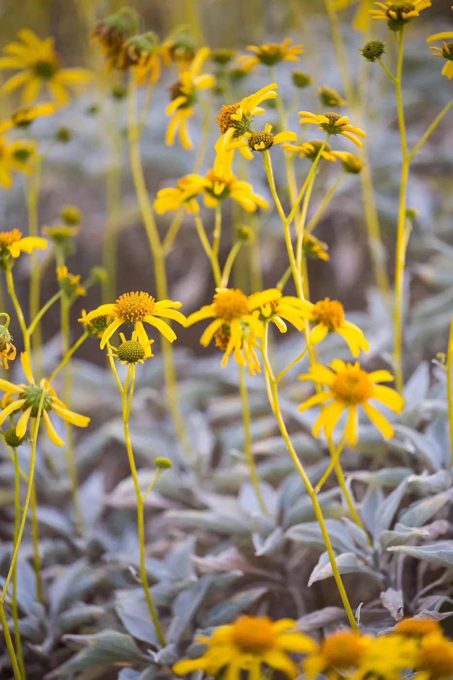 Brittlebrush, Encelia farinosa