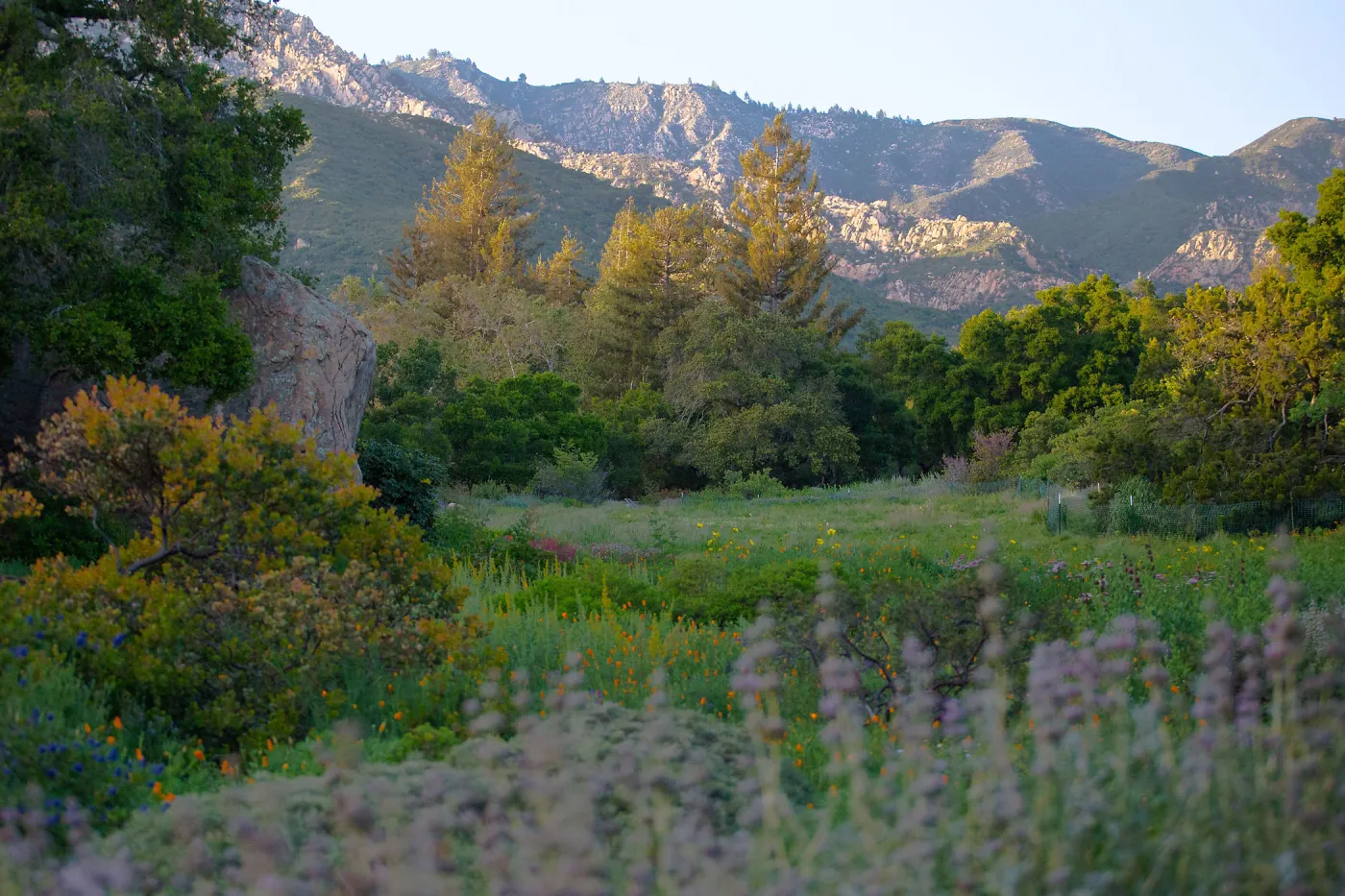 Meadow