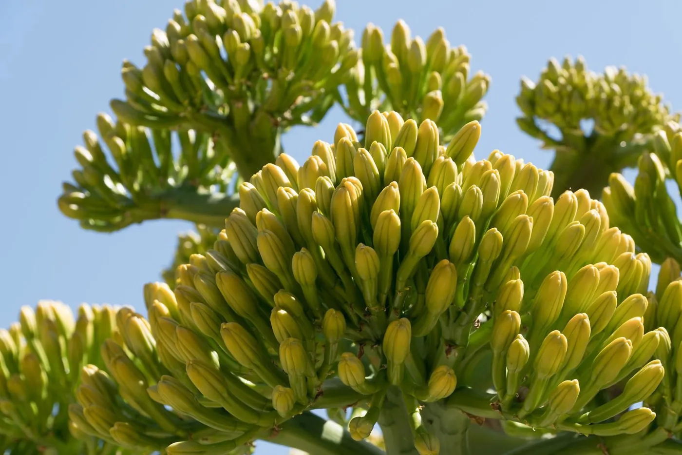 Agave sebastiana in the Dudleya Display
