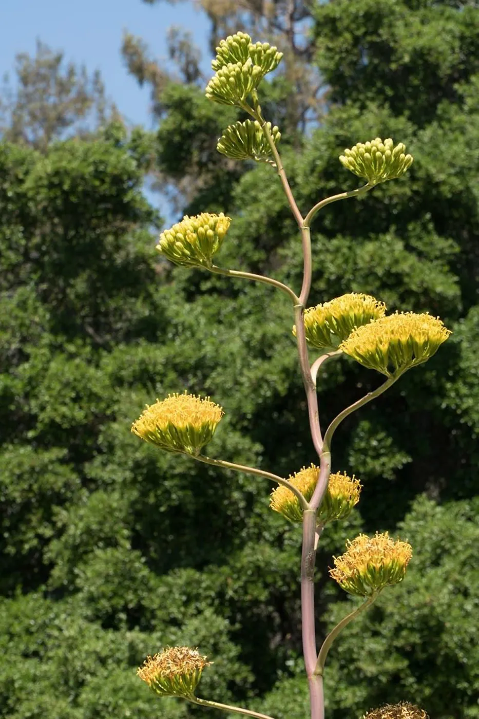Agave margaritae in the Dudleya Display