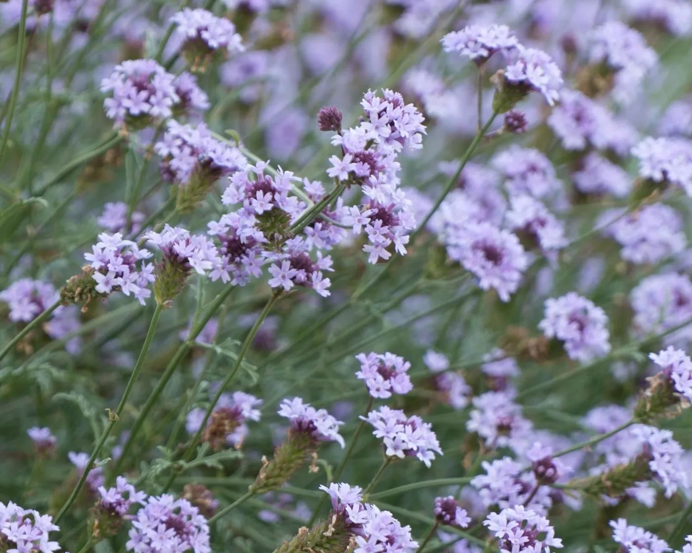 Verbena de la Mina