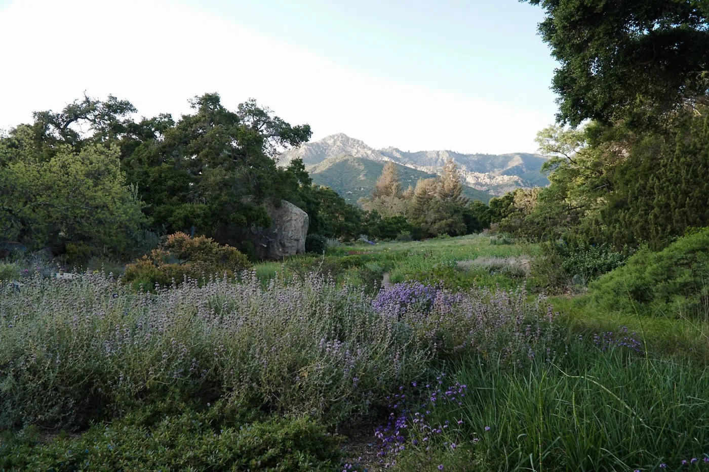 Meadow