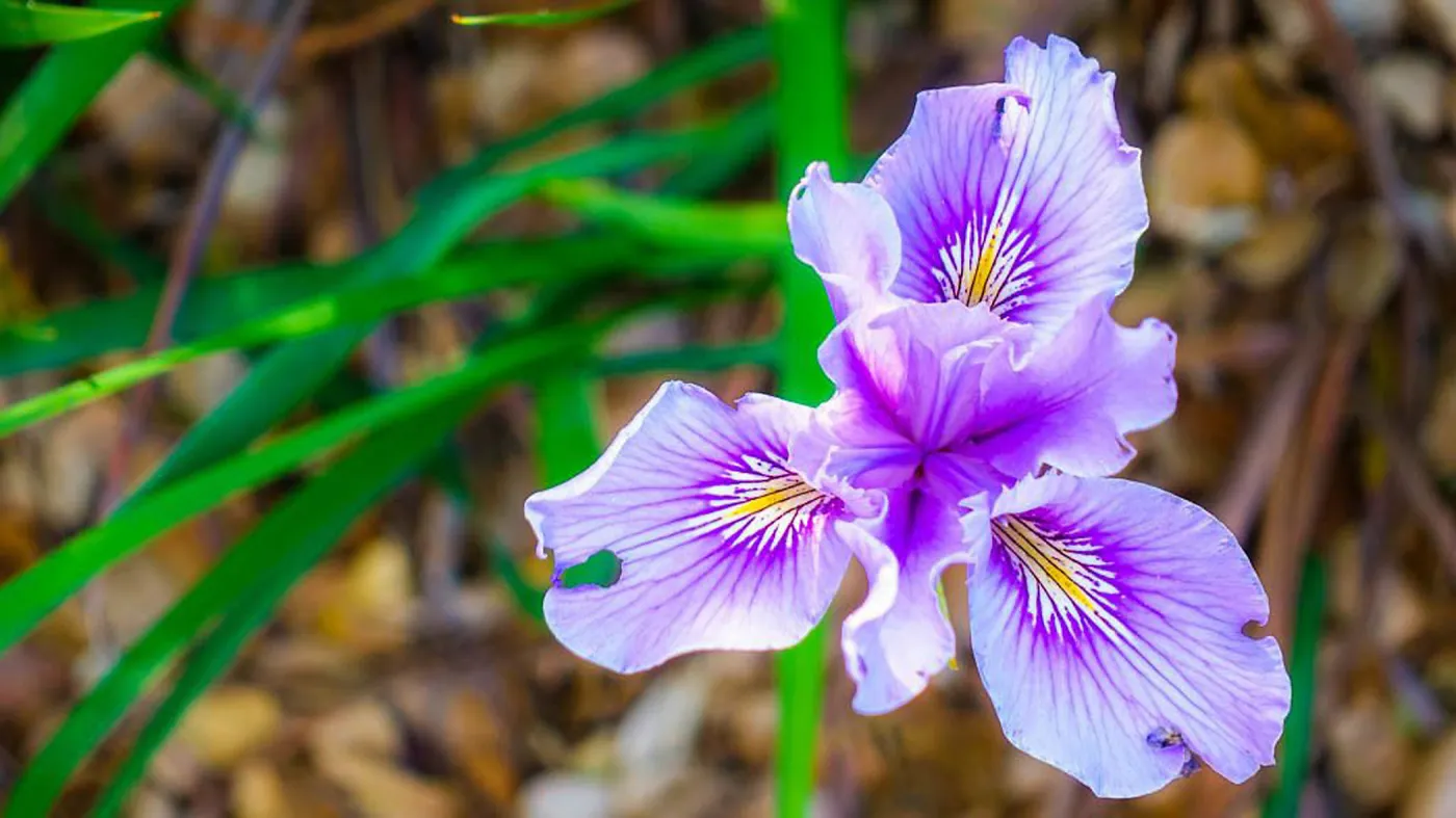 Iris
