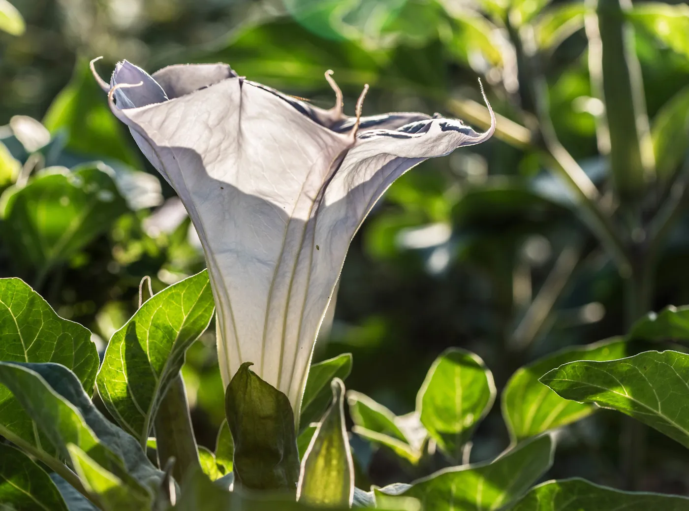 Jimson Weed