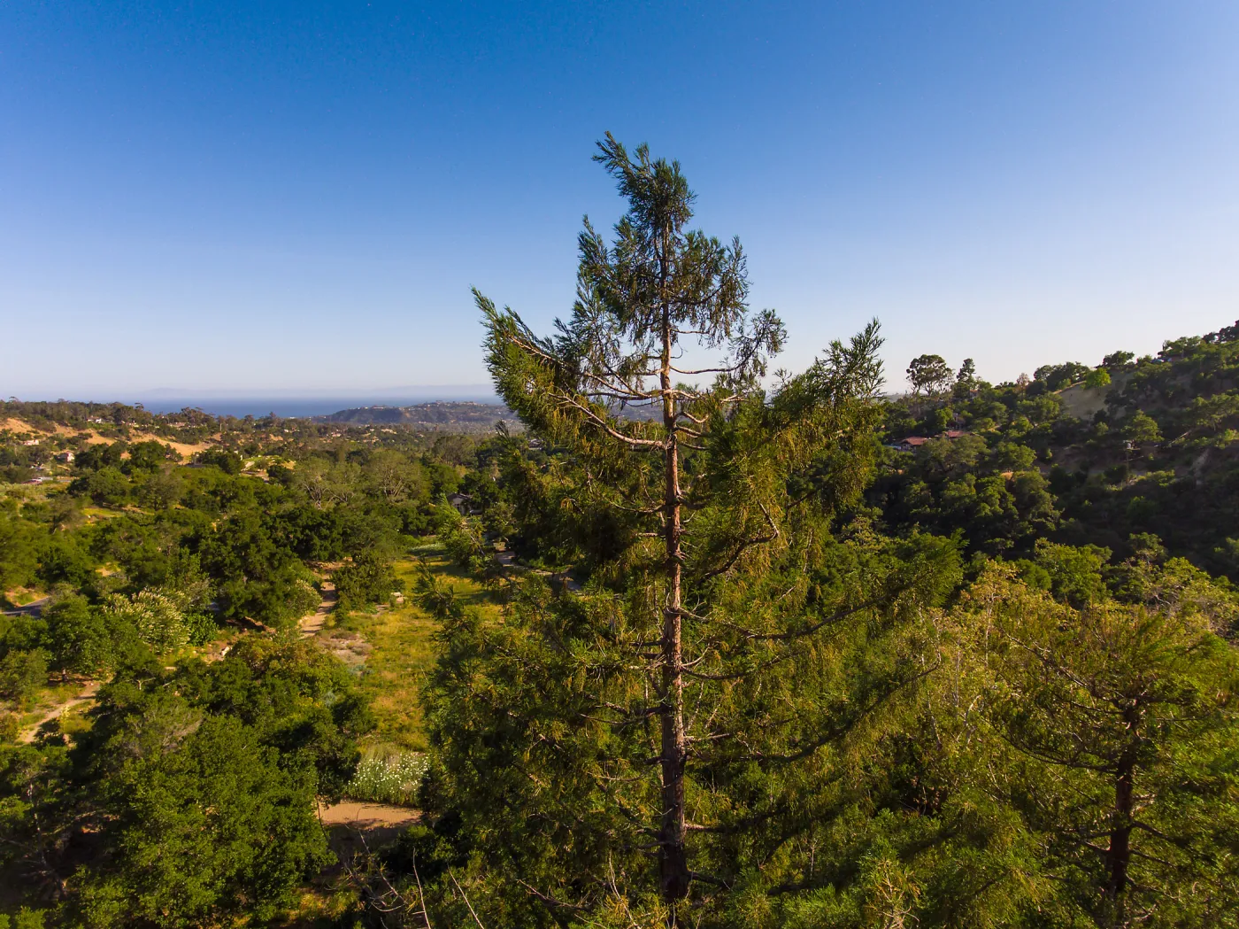 Aerial view across tops of coast redwood trees and Meadow towards Channel Islands