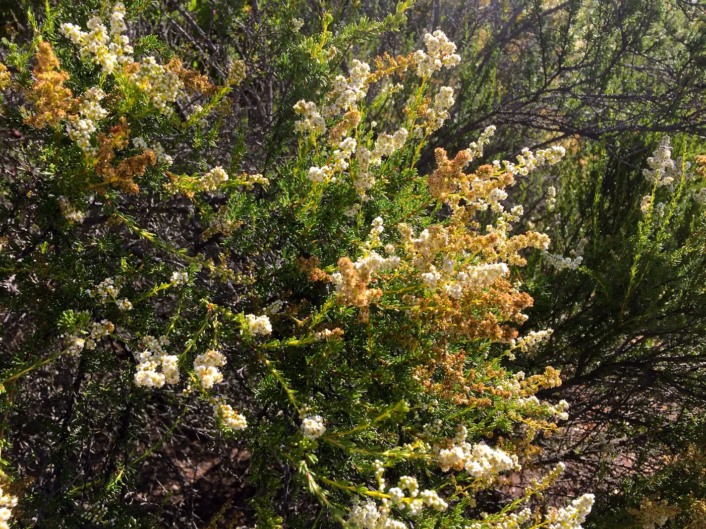 Santa Cruz Island Trip, Chamise (Adenostoma fasciculatum)