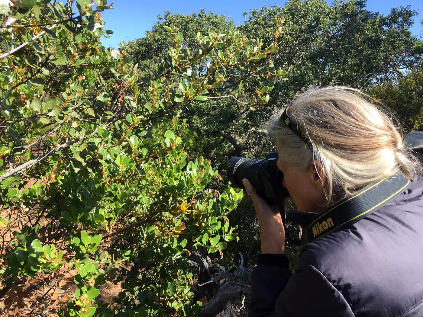 Santa Cruz Island Trip, Nancy Deacon-Davis taking picture of Manzanita (Arctostaphylos)