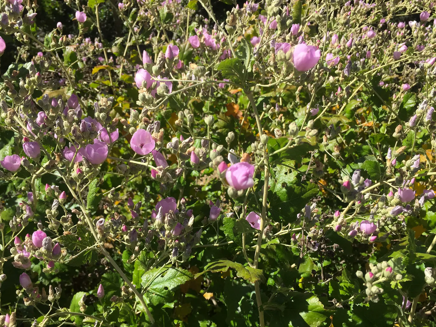 Santa Cruz Island Trip, Santa Cruz Island Bush Mallow (Malacothamnus fasciculatus)