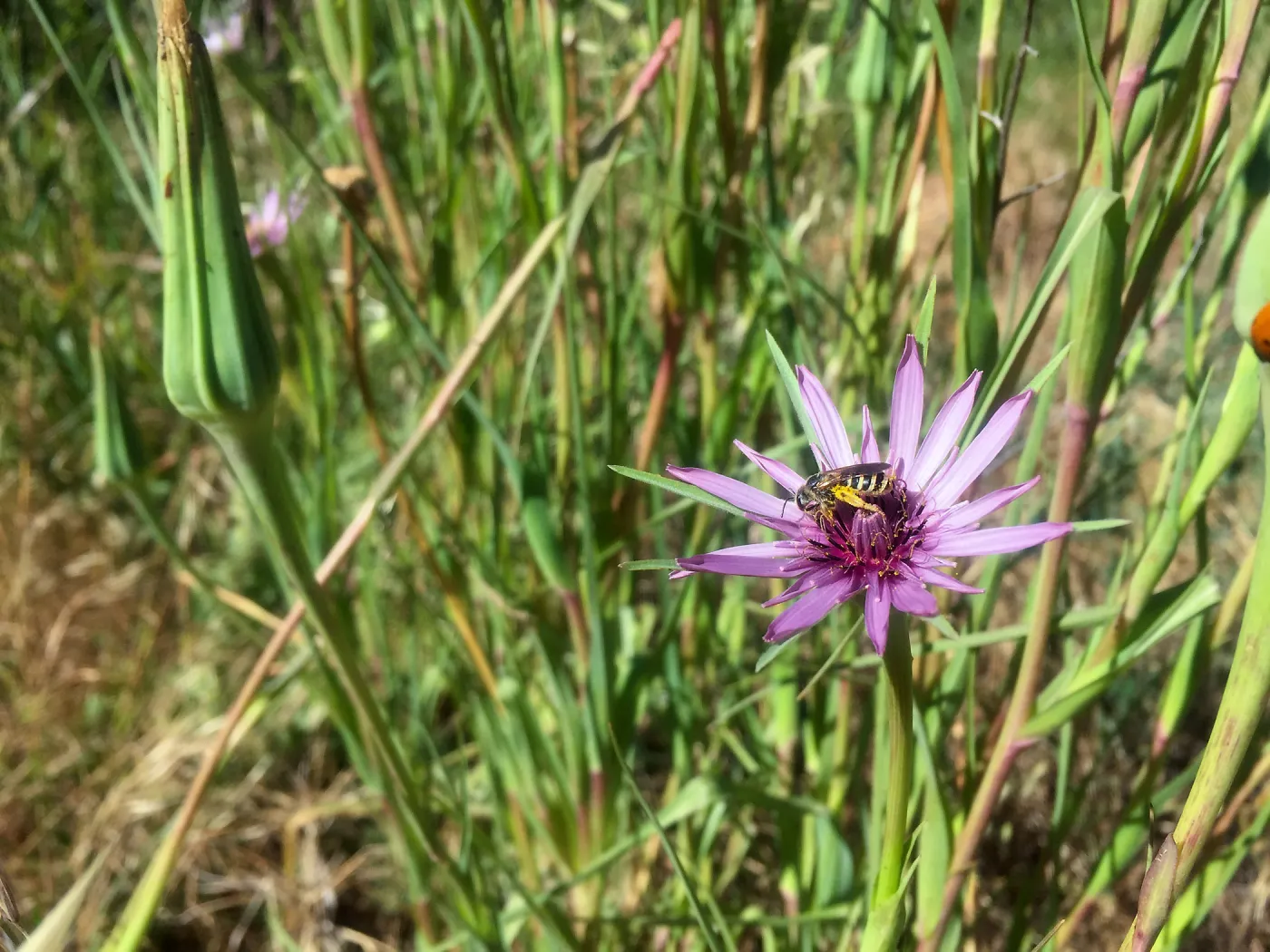 Santa Cruz Island Trip, Bee in nonnative flower