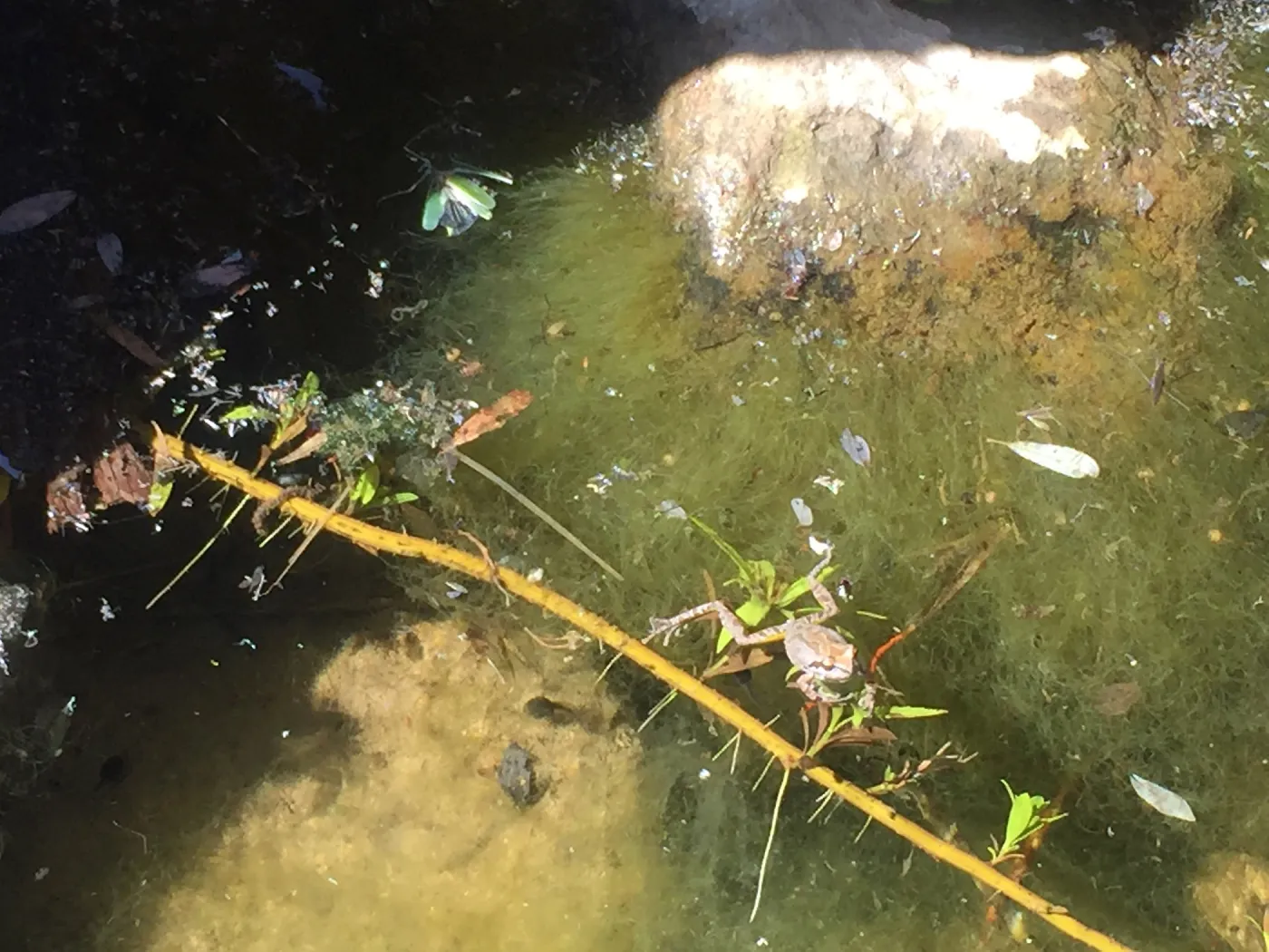 Santa Cruz Island Trip, Frog in pool of water