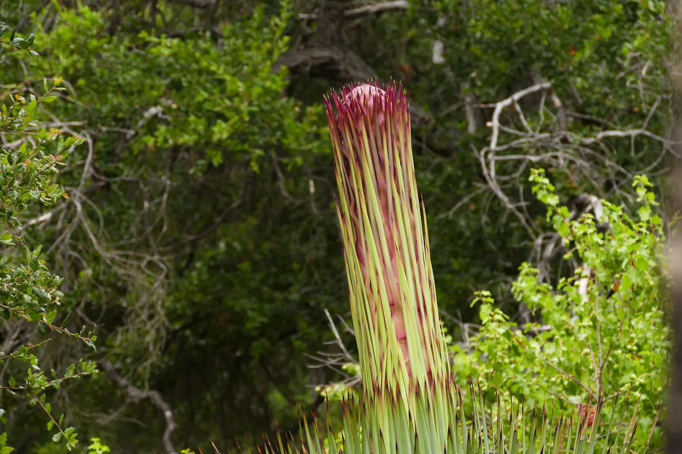 Our Lord's Candle - Hesperoyucca whipplei infloresence