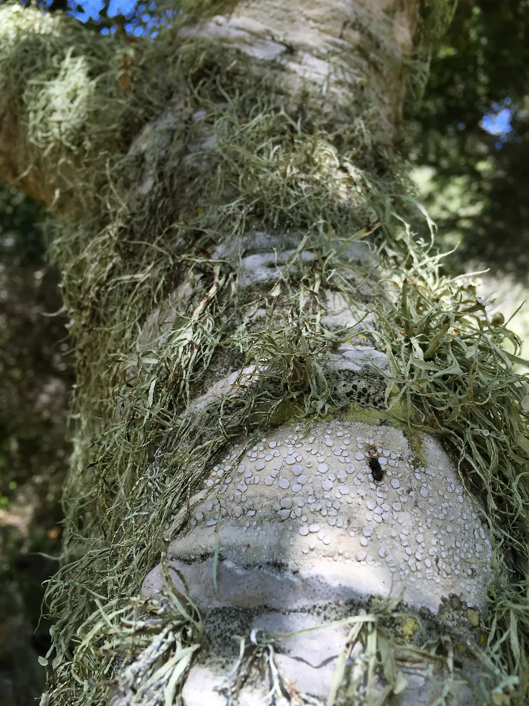 Santa Rosa Island Trip, Lichen on tree