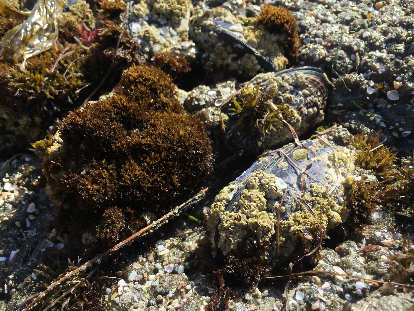 Santa Rosa Island Trip, Rock along beach