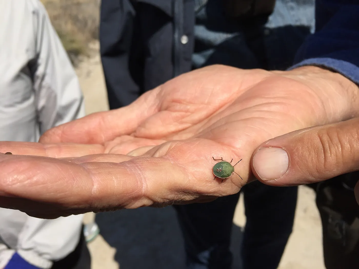 Santa Rosa Island Trip, Stink bug nymph