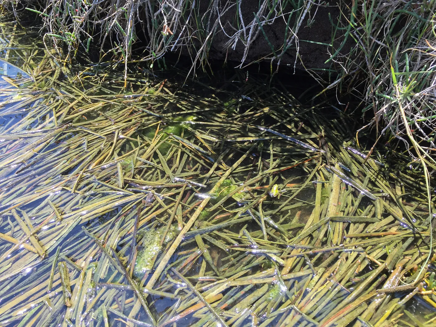 Santa Rosa Island Trip, Frogs in Lobo Canyon slough