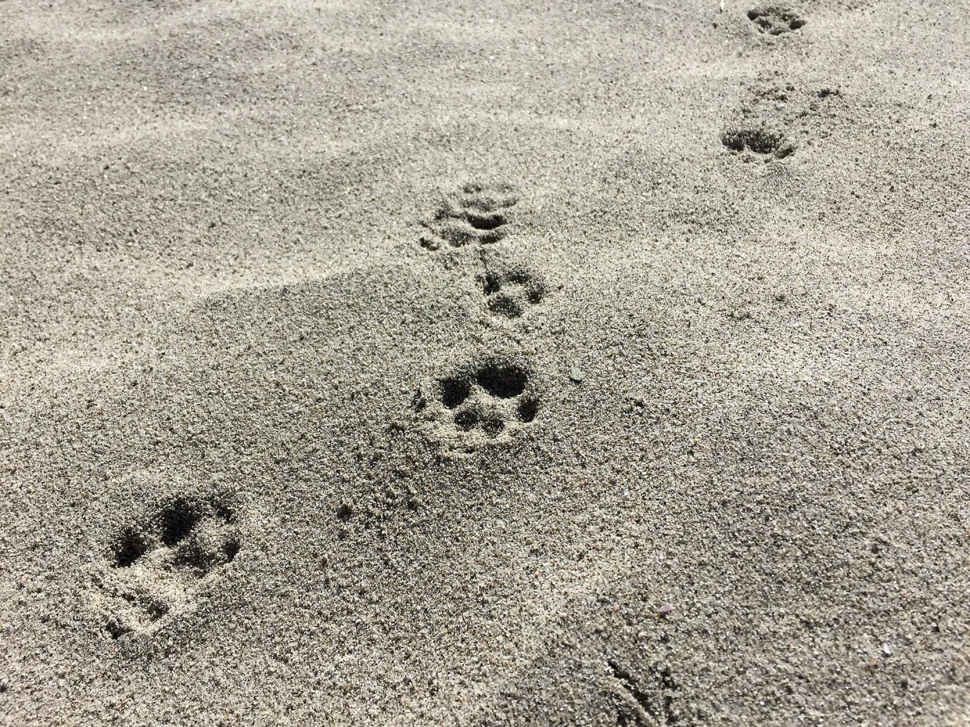 Santa Rosa Island Trip, Bird and fox footprints