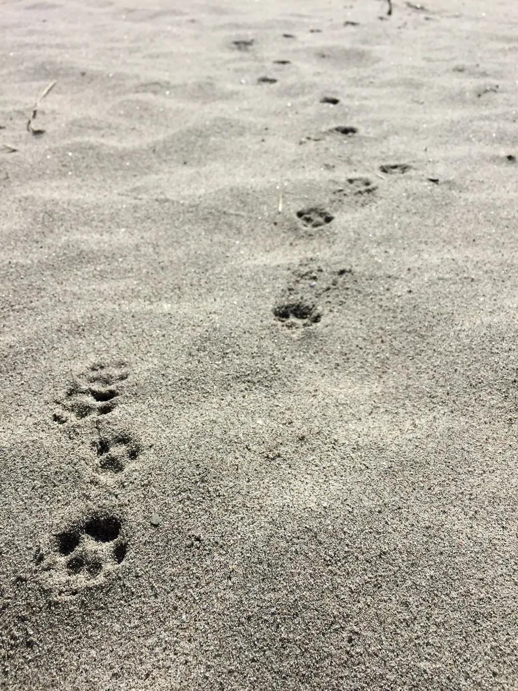 Santa Rosa Island Trip, Bird and fox footprints