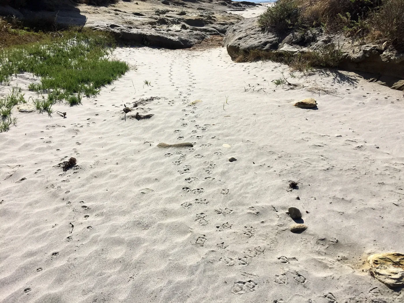 Santa Rosa Island Trip, Bird and fox footprints