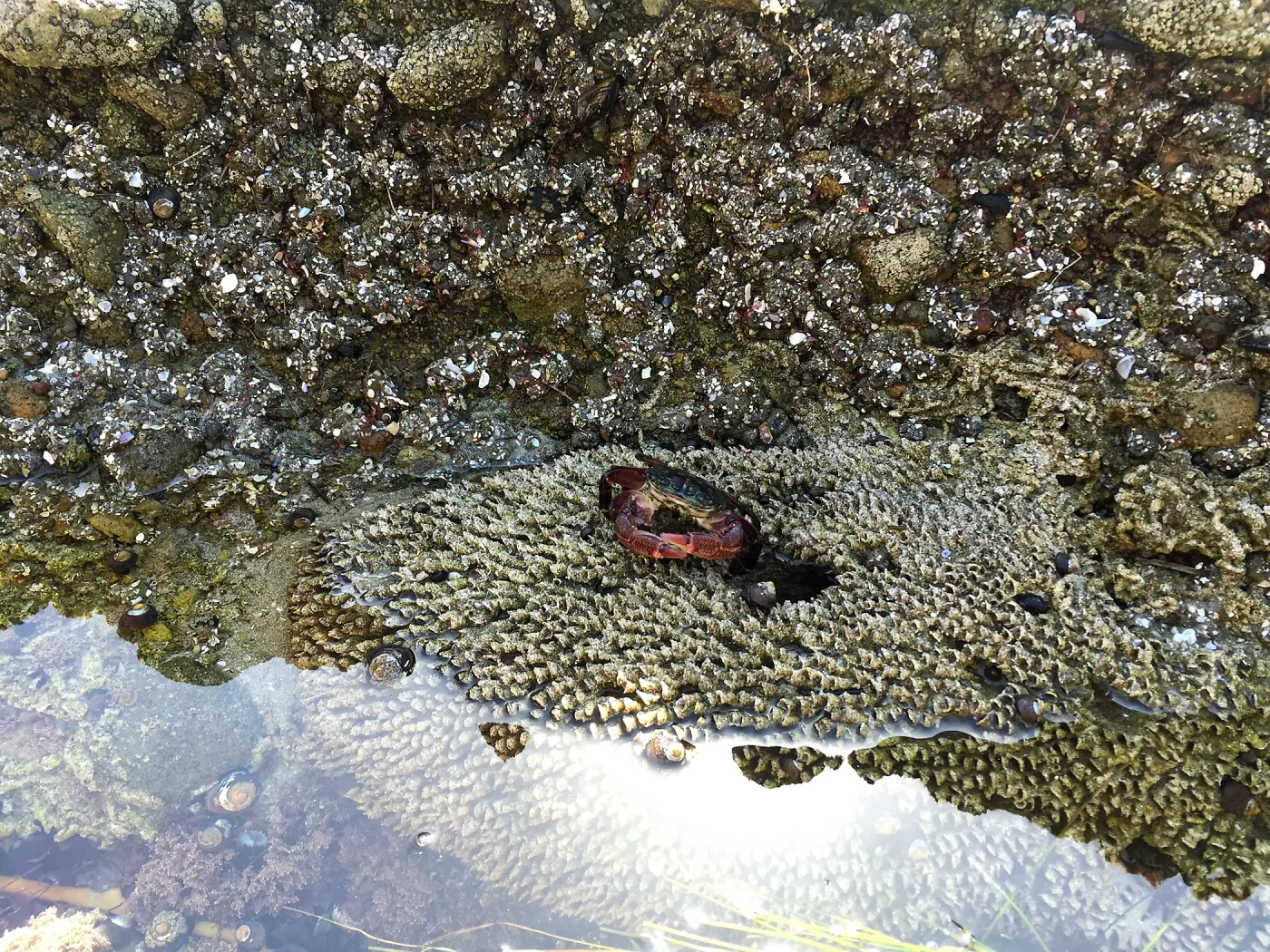 Santa Rosa Island Trip, Crab on rocks