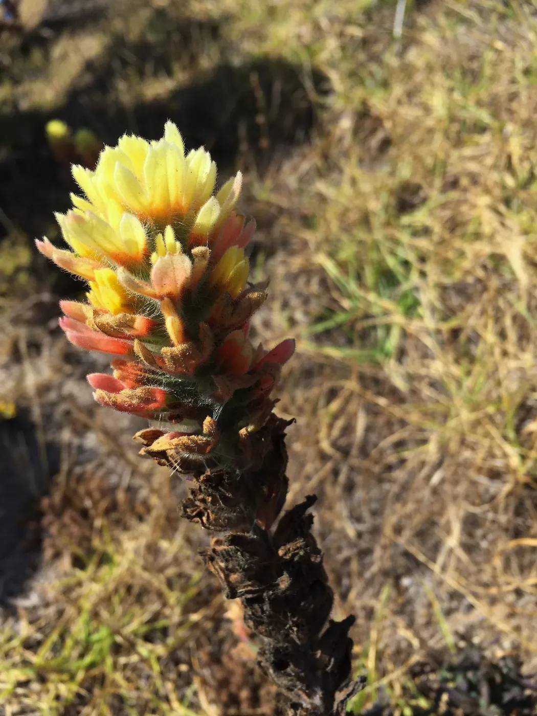 Santa Rosa Island Trip, Indian Paintbrush